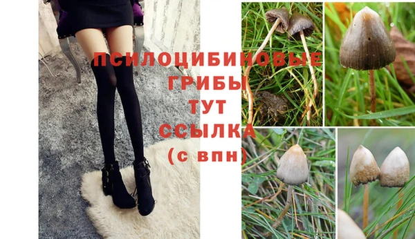 ПСИЛОЦИБИНОВЫЕ ГРИБЫ Фёдоровский
